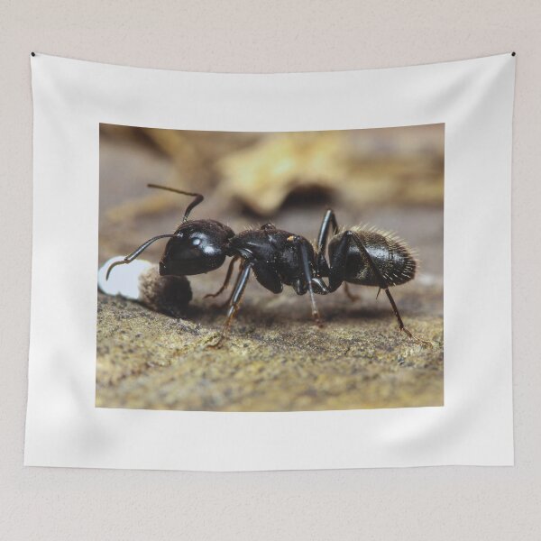Item preview, ant photo with high resolution quality designed and sold by Allyouneed-2.