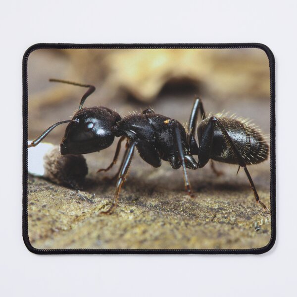 Item preview, ant photo with high resolution quality designed and sold by Allyouneed-2.