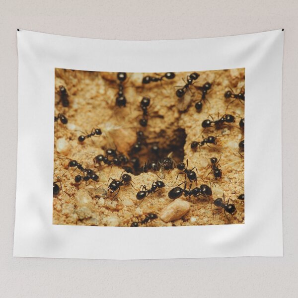 Item preview, ant photo with high resolution quality designed and sold by Allyouneed-2.