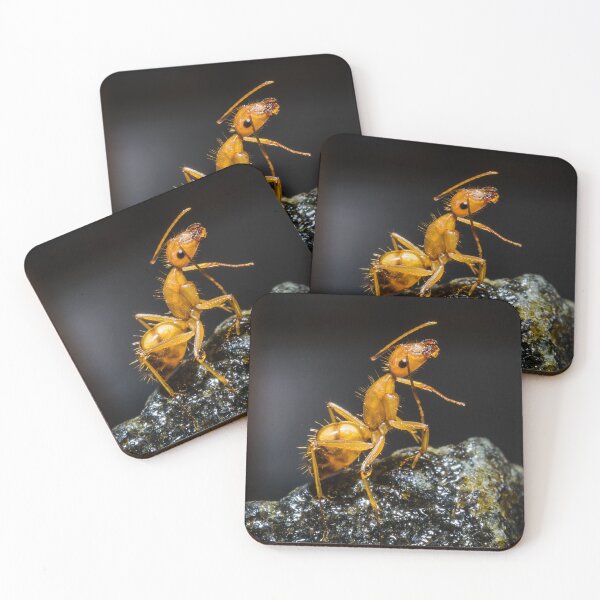 Item preview, ant photo with high resolution quality designed and sold by Allyouneed-2.