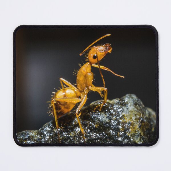 Item preview, ant photo with high resolution quality designed and sold by Allyouneed-2.