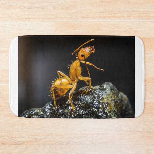 Item preview, ant photo with high resolution quality designed and sold by Allyouneed-2.