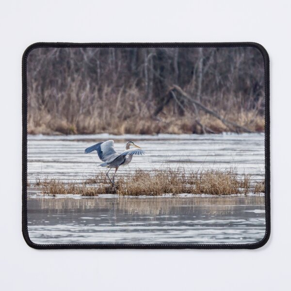 Item preview, Great Blue Heron Wing Stretch designed and sold by mljdwhite.