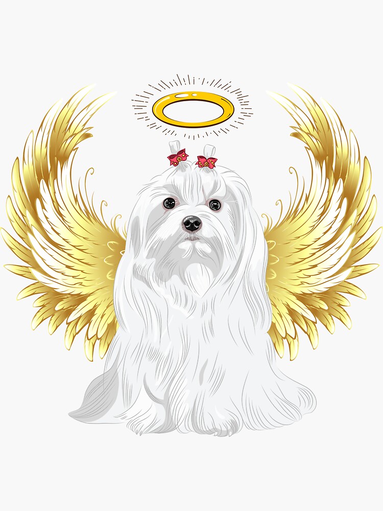 Angel maltese sales