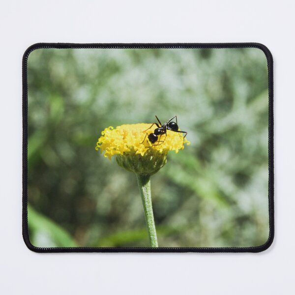 Item preview, ant photo with high resolution quality designed and sold by Allyouneed-2.