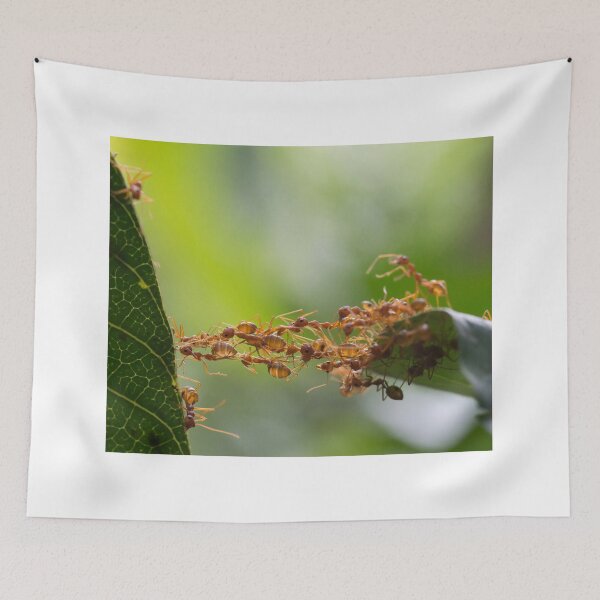 Item preview, ant photo with high resolution quality designed and sold by Allyouneed-2.