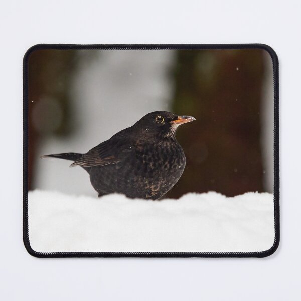 Item preview, Young so shy. Eurasian blackbird designed and sold by Jouko Lehto Photography.