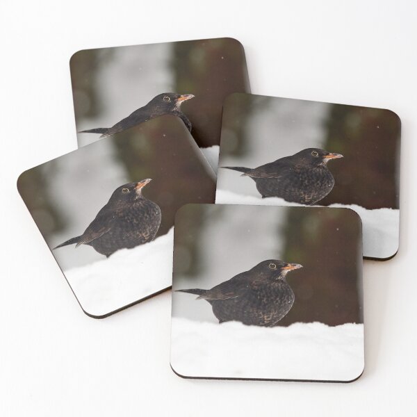 Item preview, Young so shy. Eurasian blackbird designed and sold by Jouko Lehto Photography.