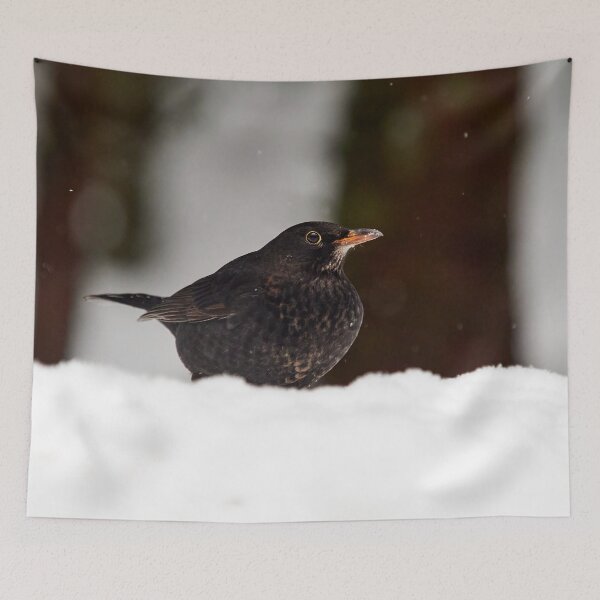 Item preview, Young so shy. Eurasian blackbird designed and sold by Jouko Lehto Photography.