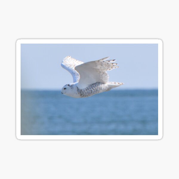 Item preview, snowy in flight 2 designed and sold by telley20.