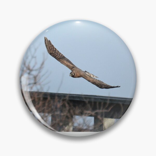 Item preview, northern harrier designed and sold by telley20.