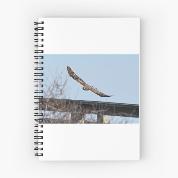 Item preview, northern harrier designed and sold by telley20.