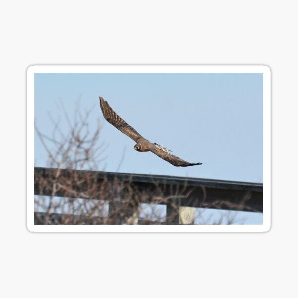 Item preview, northern harrier designed and sold by telley20.