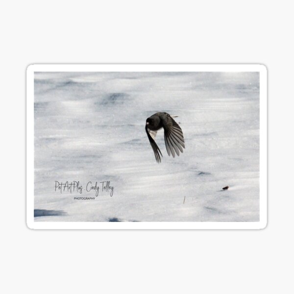 Item preview, snow bunting designed and sold by telley20.