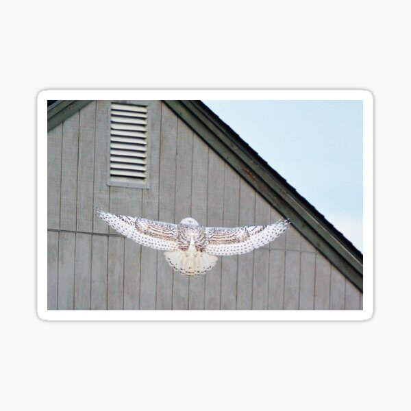 Item preview, snowey in flight 3 designed and sold by telley20.