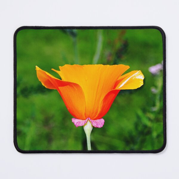 Item preview, California Poppy designed and sold by Barrie Woodward.