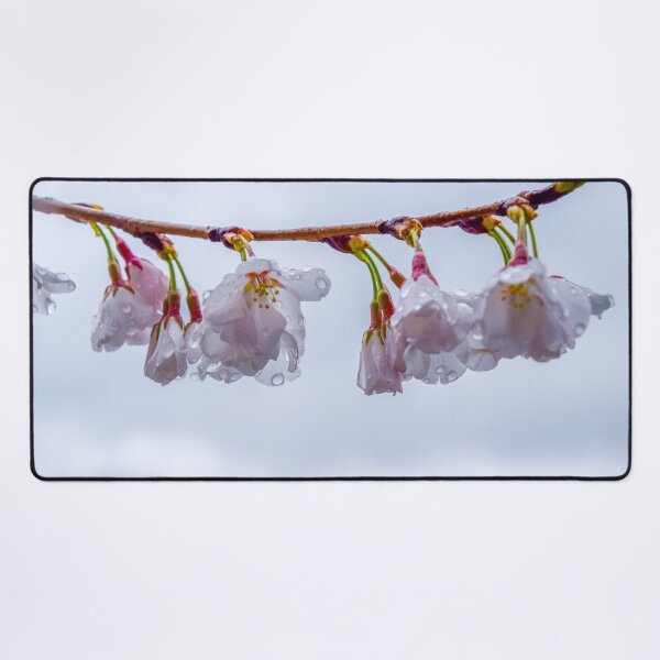 Item preview, Brb... I'll be a Cherry Soon designed and sold by Alex Tonetti Photography.