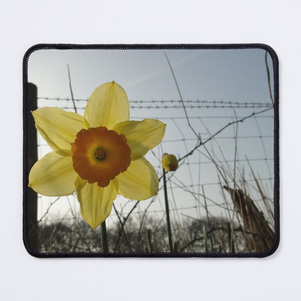 Item preview, Daffy & Buddy designed and sold by Barrie Woodward.