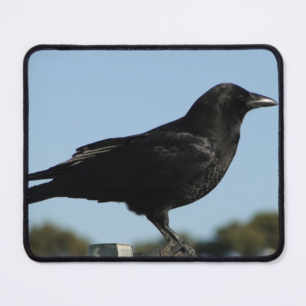 Item preview, San Francisco Crow designed and sold by Barrie Woodward.