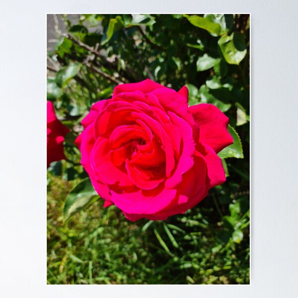 Item preview, Pink rose in the garden  designed and sold by tattooclumsey.