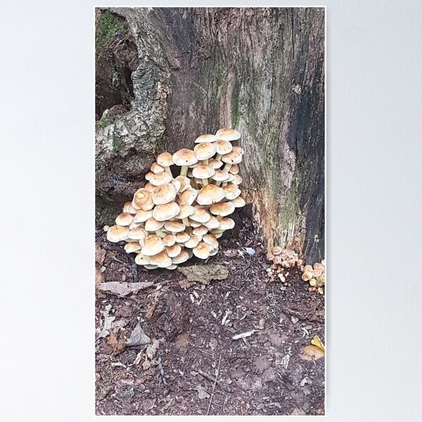 Artikel-Vorschau von Wilde Pilze, die im Wald wachsen, designt und verkauft von tattooclumsey.
