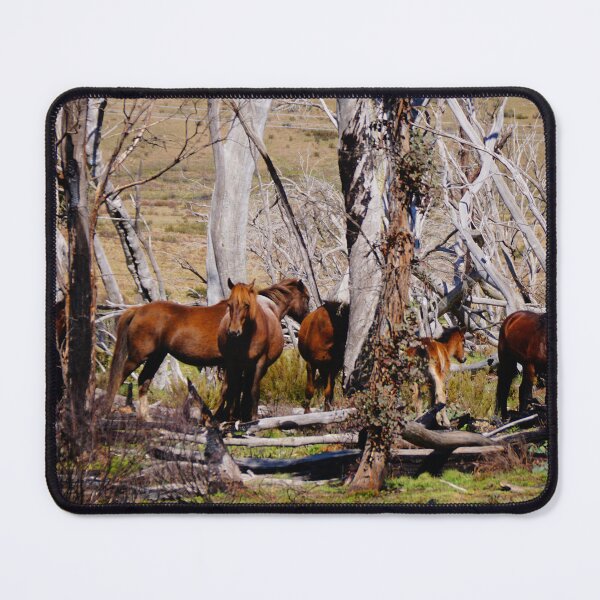 Item preview, Brumbies designed and sold by D-GaP.