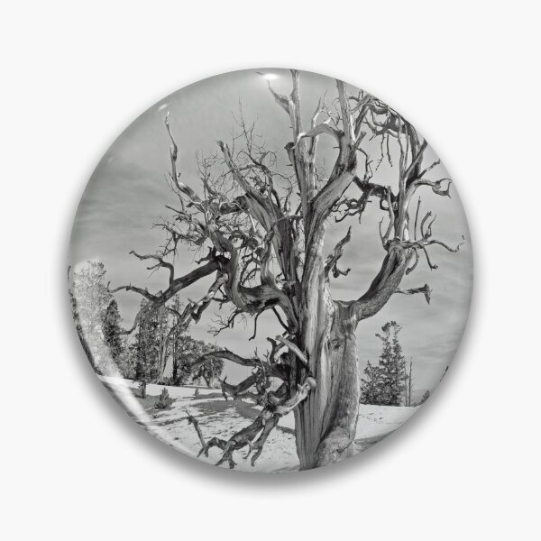 Item preview, Bristlecone pine in the Spring Mountains designed and sold by NewPrint.