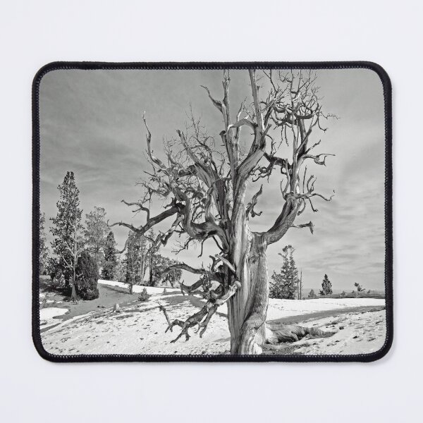 Item preview, Bristlecone pine in the Spring Mountains designed and sold by NewPrint.
