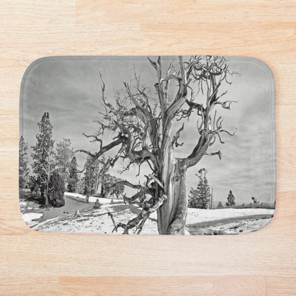 Item preview, Pino bristlecone en Spring Mountains designed and sold by NewPrint.