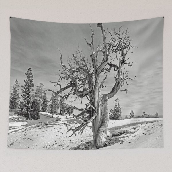 Item preview, Bristlecone pine in the Spring Mountains designed and sold by NewPrint.