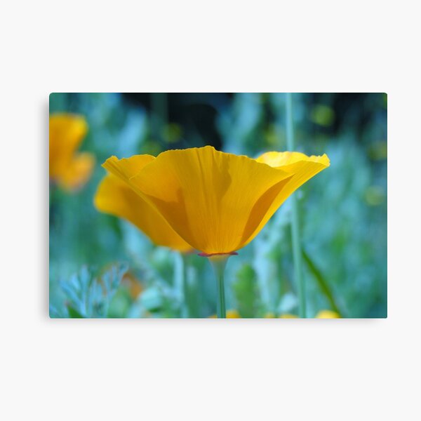 Item preview, Eschscholzia Californica - California Poppy designed and sold by Barrie Woodward.
