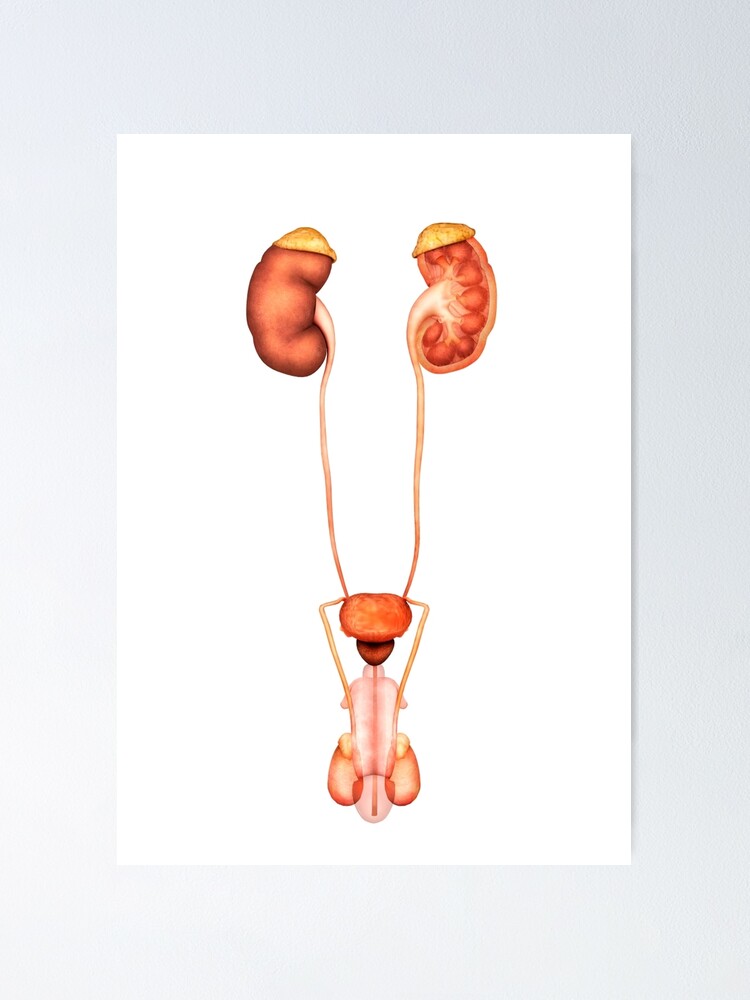 2,200+ Drawing Of Urinary System Stock Illustrations, Royalty-Free Vector  Graphics & Clip Art - iStock