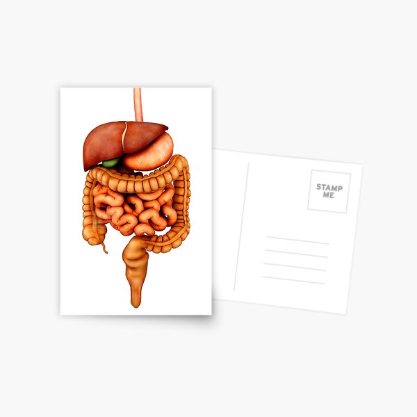Anatomy of human digestive system, front view. Postcard