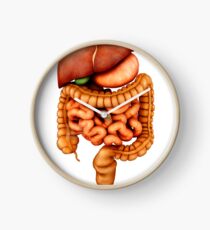 Anatomy of human digestive system, front view. Clock