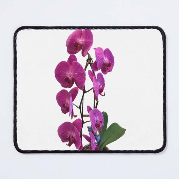 Item preview, Tall Deep Red Orchid designed and sold by Javamba.