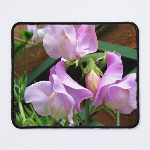 Item preview, Fragrant Sweet Peas designed and sold by Kathryn Jones.