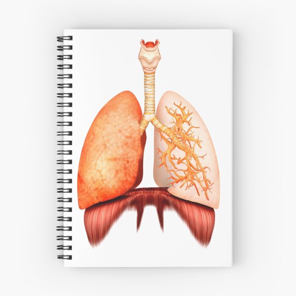 Item preview, Anatomy of human respiratory system, front view. designed and sold by StocktrekImages.