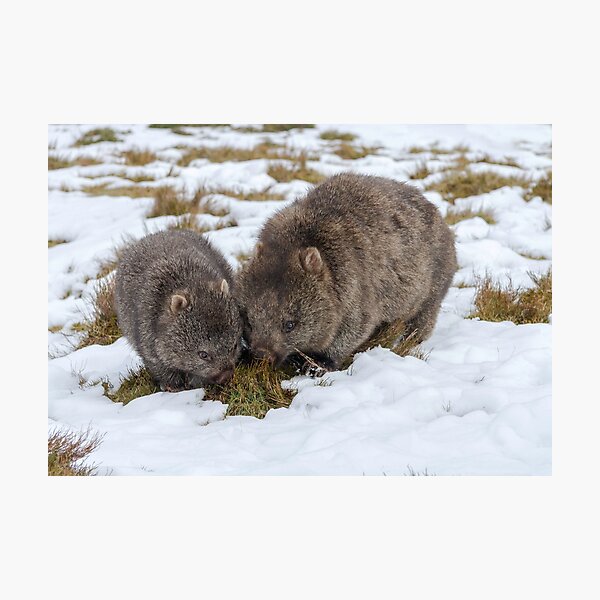 Item preview, Two Winter Wombats designed and sold by Leeo.