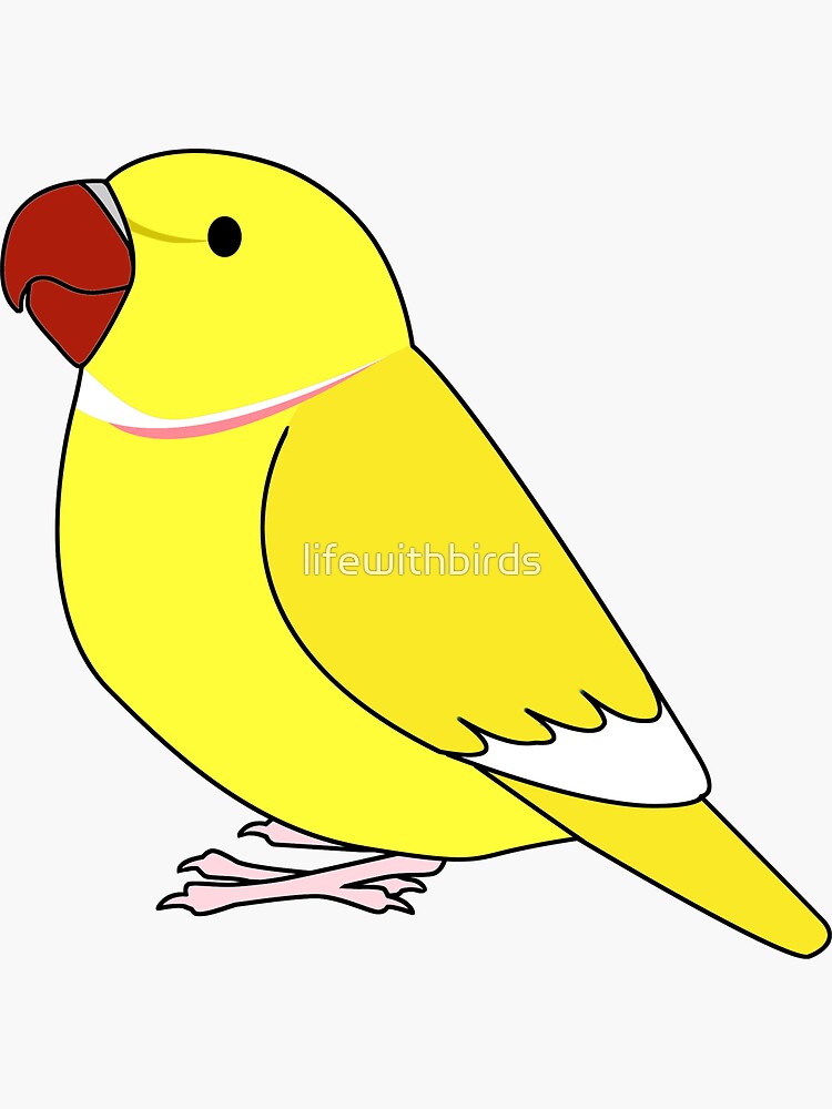 Lutino ringneck tame... - Gulsan Birds Online Bd Pet Shop | Facebook