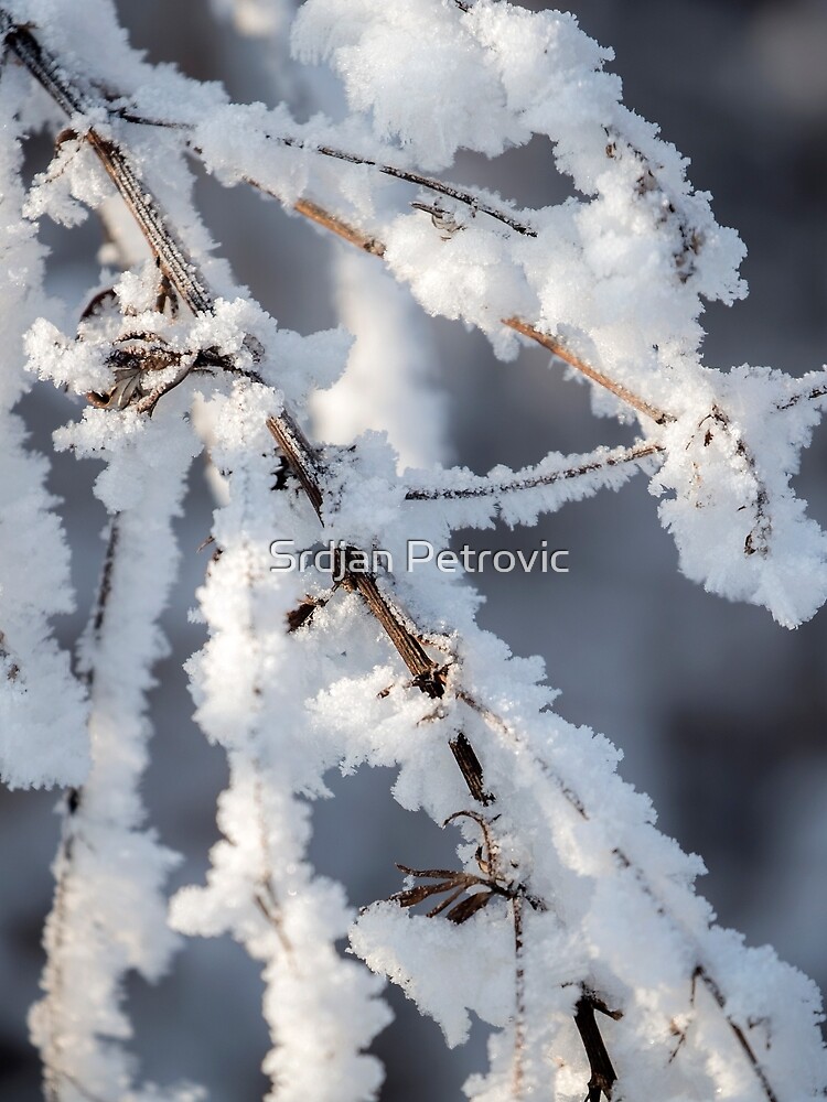 Snowy twigs by Srdjanfox