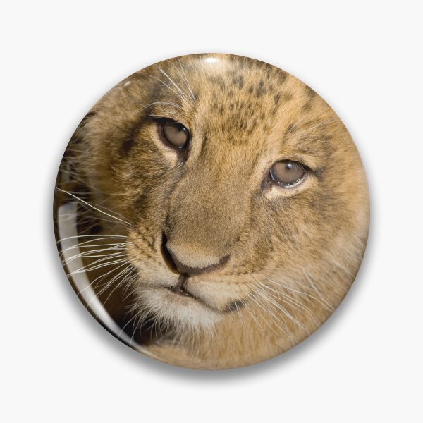 Item preview, Up Close Lion Cub Photograph designed and sold by AnimalLover4eva.