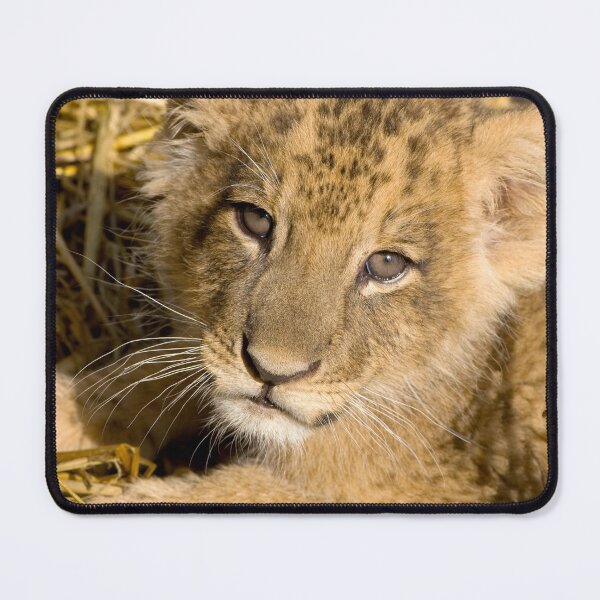 Item preview, Up Close Lion Cub Photograph designed and sold by AnimalLover4eva.