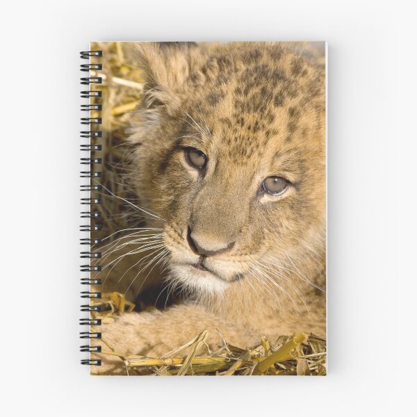 Item preview, Up Close Lion Cub Photograph designed and sold by AnimalLover4eva.