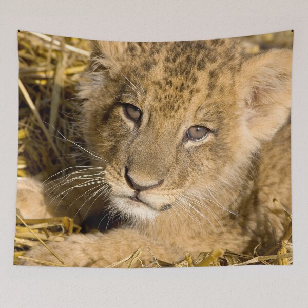 Item preview, Up Close Lion Cub Photograph designed and sold by AnimalLover4eva.