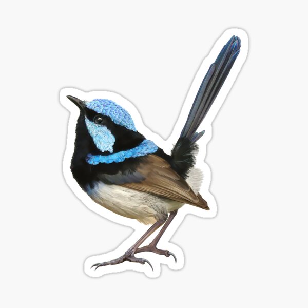 Item preview, Superb Fairy Wren designed and sold by Kestrelle.