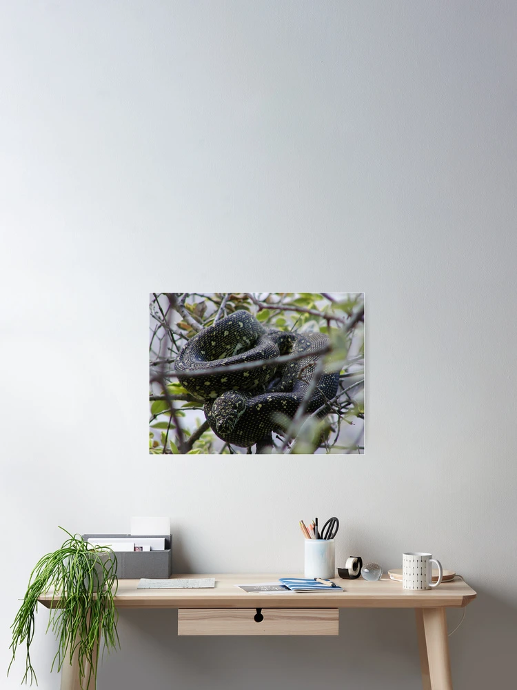 Thumbnail 2 of 3, Poster, Australian Diamond Python Watching From Tree designed and sold by MottoDigging.