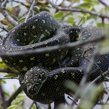 Artwork thumbnail, Australian Diamond Python Watching From Tree by MottoDigging