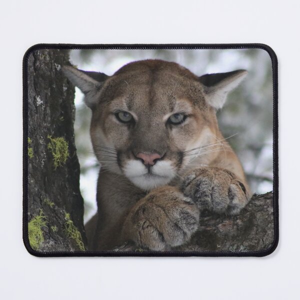 Item preview, Cougar (Mountain Lion) Photograph designed and sold by AnimalLover4eva.