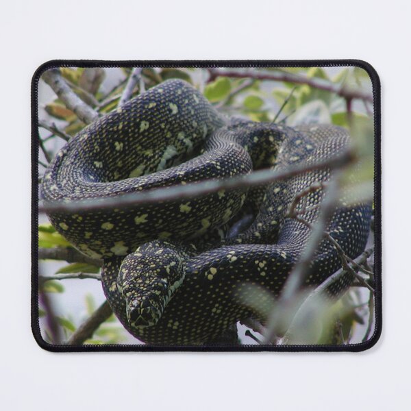 Item preview, Australian Diamond Python Watching From Tree designed and sold by MottoDigging.