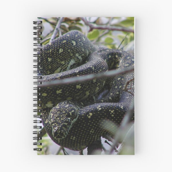 Item preview, Australian Diamond Python Watching From Tree designed and sold by MottoDigging.